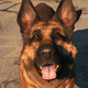Illustration for article titled Twitter Account Asks The All-Important Video Game Question: Can You Pet The Dog?em/em